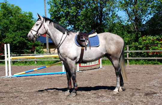 Usco Marco